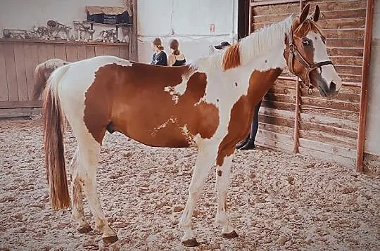 Wyjątkowo piekny i grzeczny sportowy kuc gr D, 145 cm