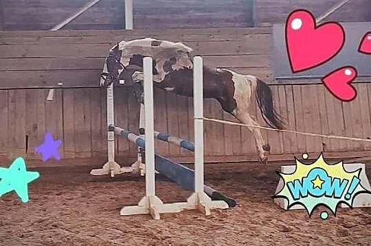 Wyjątkowo piekny i grzeczny sportowy kuc gr D, 145 cm, , 