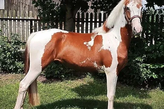 Wyjątkowo piekny i grzeczny sportowy kuc gr D, 145 cm, , 