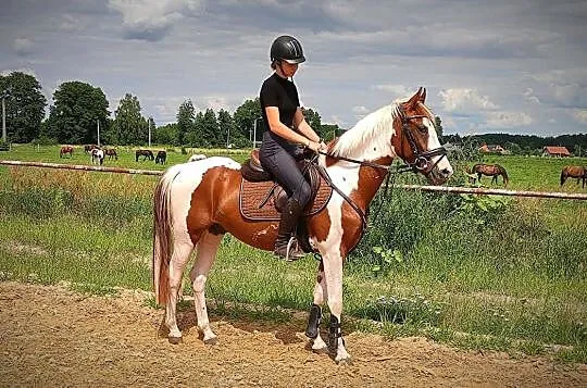 Wyjątkowo piekny i grzeczny sportowy kuc gr D, 145 cm, , 