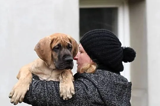 Szczeniaki Dog Niemiecki, Warmińsko-mazurskie, Olsztyn