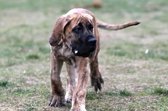 Szczeniaki Dog Niemiecki, Warmińsko-mazurskie, Olsztyn