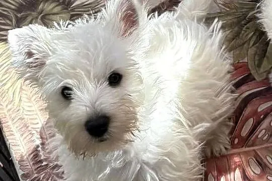 West Highland White Terrier szczenięta ZKwP a i charakter zacny