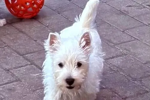 West Highland White Terrier szczenięta ZKwP a i charakter zacny, Łódzkie, Łódź