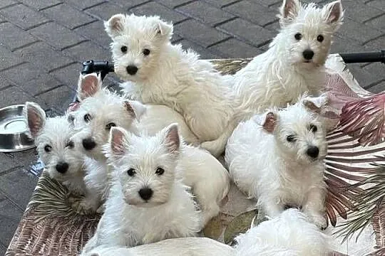 West Highland White Terrier szczenięta ZKwP a i charakter zacny, Łódzkie, Łódź