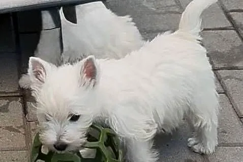 West Highland White Terrier szczenięta ZKwP a i charakter zacny, Łódzkie, Łódź