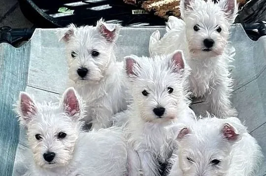 West Highland White Terrier szczenięta ZKwP a i charakter zacny, Łódzkie, Łódź