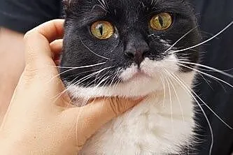 Opuszczona Tosia