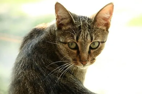 Olla SUPER buraska