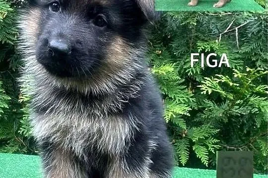 Szczenięta owczarka niemieckiego FCI krótkowłose, Kujawsko-pomorskie, Kijewo Królewskie