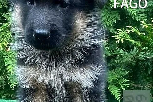 Szczenięta owczarka niemieckiego FCI krótkowłose, Kujawsko-pomorskie, Kijewo Królewskie