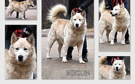 BIEGUN - zapomniany, piękny pies w typie alaskan m
