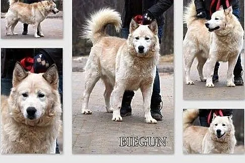 BIEGUN - zapomniany, piękny pies w typie alaskan m