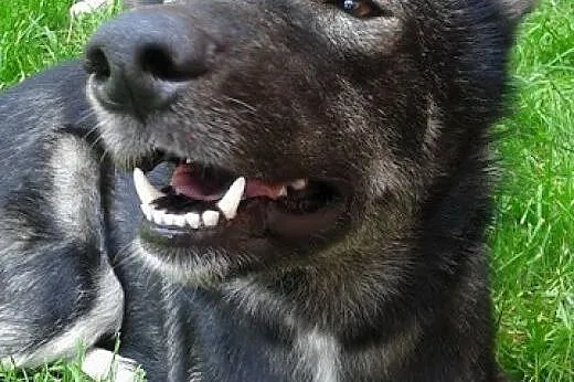 Dizo - przyjazny husky szuka kochającego i odpowiedzialnego domu,  pomorskie Gdańsk