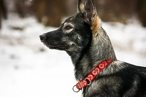 Dizo - przyjazny husky szuka kochającego i odpowie
