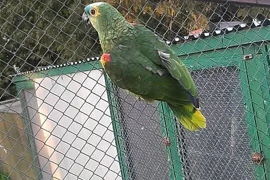 Amazonka niebieskoczelna samica 22r