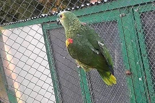 Amazonka niebieskoczelna samica 22r, Małopolskie, Skała