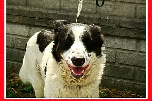 Border collie mix,młody,łagodny,spokojny pies BENE