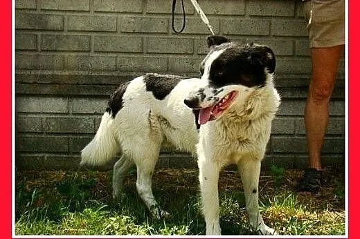 Border collie mix,młody,łagodny,spokojny pies BENE