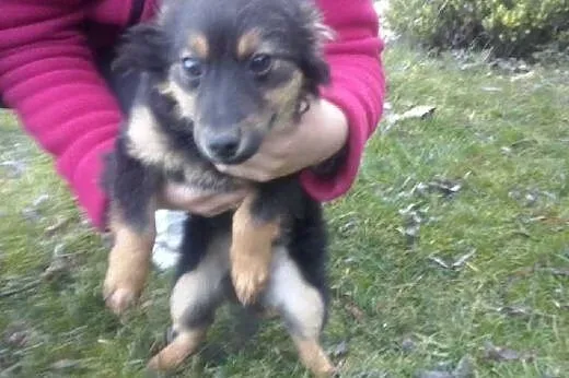 Szczeniak do adopcji,  podkarpackie Dębica