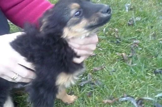 Szczeniak do adopcji,  podkarpackie Dębica