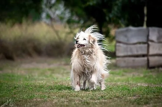 Budyń - to on będzie z tobą leżał wieczorami, Śląskie, Gliwice