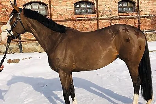 Bezpieczna klacz dla juniora, , 