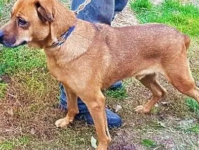 BAKS - kochany, zagubiony psiak od 3 lat marnieje w schronisku,, Wielkopolskie, Poznań