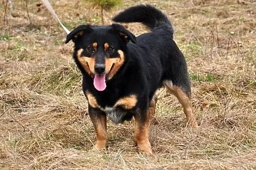 Mały, ciekawy Hunter :),  warmińsko-mazurskie Olsz