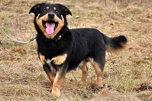 Mały, ciekawy Hunter :),  warmińsko-mazurskie Olsz