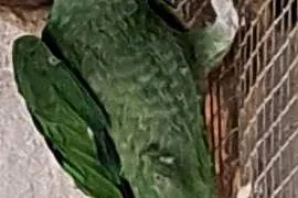 Sprzedam samca amazonki modrobrewej