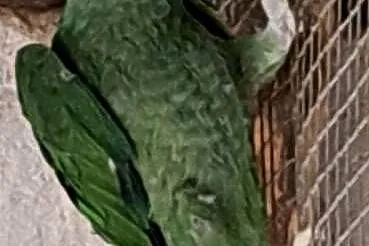 Sprzedam samca amazonki modrobrewej