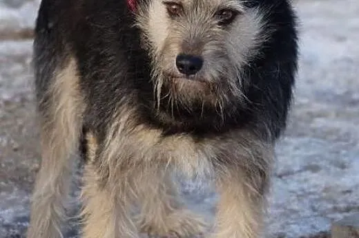 Szorstek, wspaniały pies który zapomniał, jak wygl
