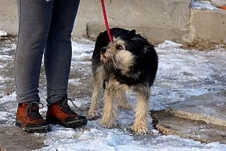 Szorstek, wspaniały pies który zapomniał, jak wygl