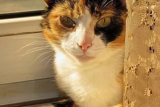 MILKA ❤ - DAMA Z CHARAKTEREM SZUKA DOMU,  mazowieckie Radom