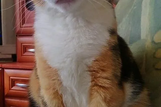 MILKA ❤ - DAMA Z CHARAKTEREM SZUKA DOMU