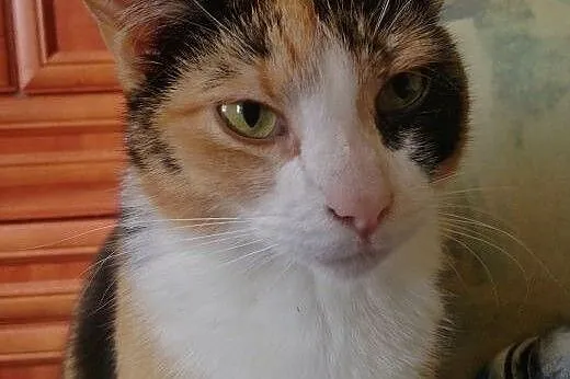 MILKA ❤ - DAMA Z CHARAKTEREM SZUKA DOMU