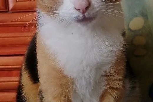 MILKA ❤ - DAMA Z CHARAKTEREM SZUKA DOMU