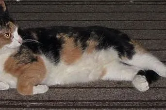 MILKA ❤ - DAMA Z CHARAKTEREM SZUKA DOMU