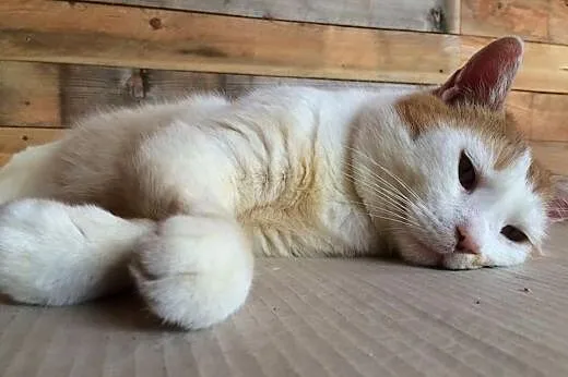 Pozytywny Pan Janiczek szuka domu!,  dolnośląskie Jelenia Góra