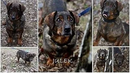 Julek, psiak z charakterem, śląskie Gliwice