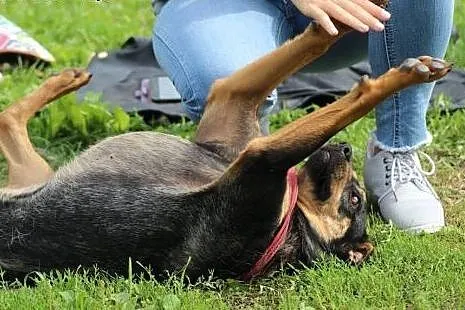 Zula czeka na dom w schronisku aktualne,  Pozostał