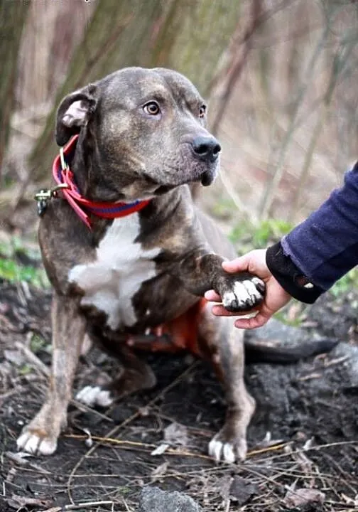 Amstaffka Lola czeka na dobry dom, Amstaff cała P