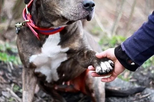 Amstaffka Lola czeka na dobry dom, Amstaff cała Polska