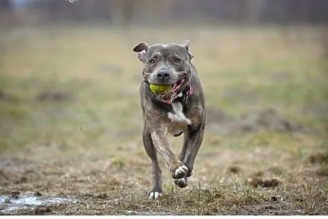 Amstaffka Lola czeka na dobry dom,  Amstaff cała P