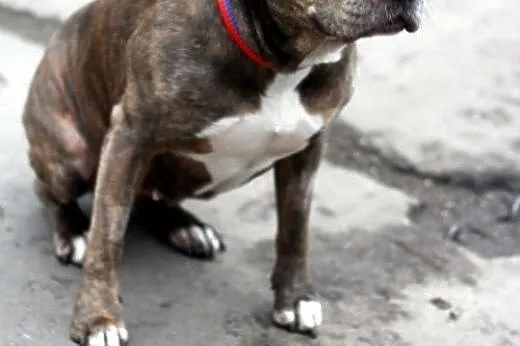 Amstaffka Lola czeka na dobry dom,  Amstaff cała P