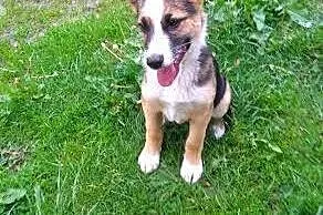 Szczeniak Marlon do adopcji :),  mazowieckie Warszawa