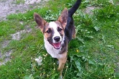 Szczeniak Marlon do adopcji :),  mazowieckie Warsz