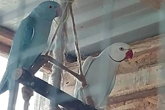 Sprzedam Papugi Aleksandretta obrożna i Rudosterki, Wielkopolskie, Koło