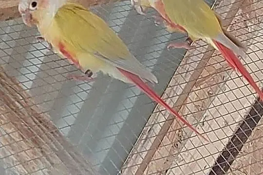 Sprzedam Papugi Aleksandretta obrożna i Rudosterki, Wielkopolskie, Koło